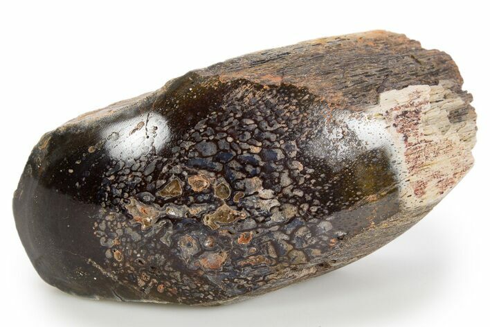 Polished Dinosaur Bone (Gembone) Section - Colorado #324192